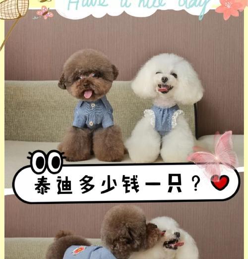 成年泰迪价格是多少？购买时应留意哪些问题？