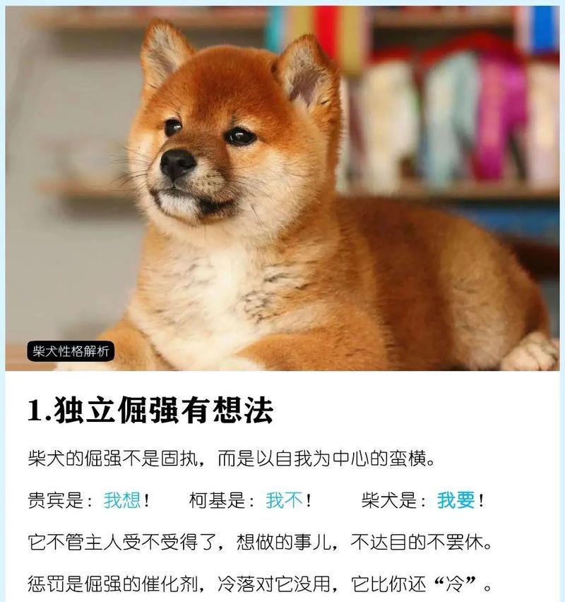 豆柴犬标准体重是多少？超重需注意什么？