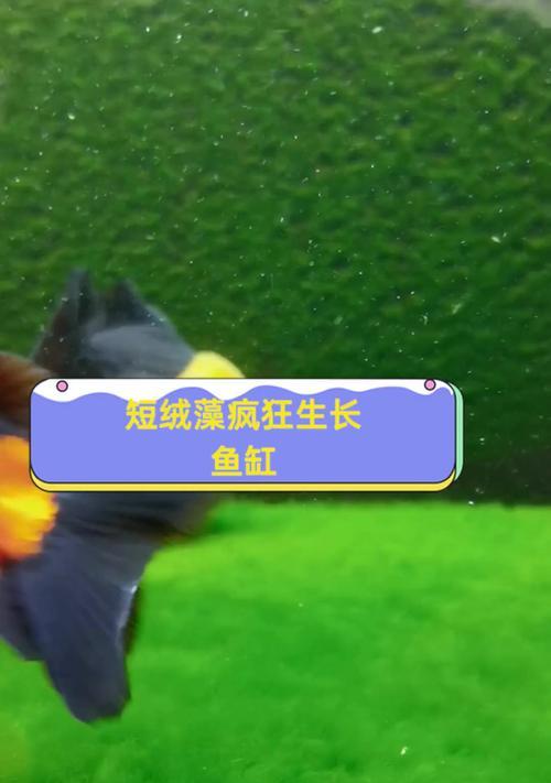 短绒藻饲养鱼苗的好处是什么？