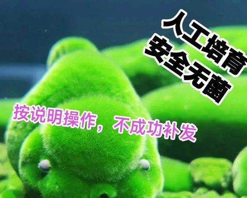 短绒藻饲养鱼苗的好处是什么？