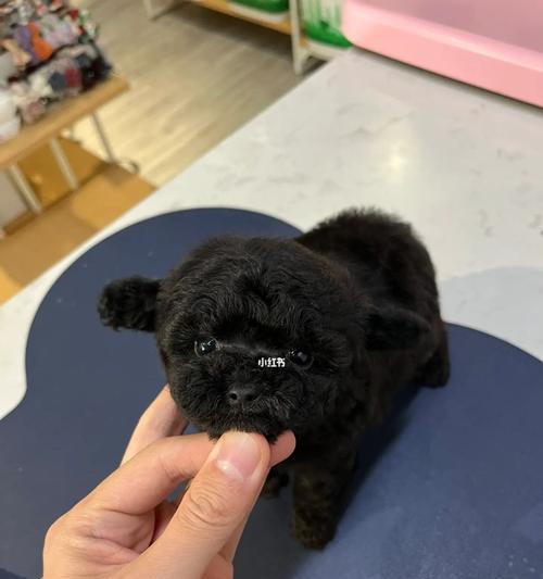 黑白毛泰迪价格范围？购买时需关注哪些要点？