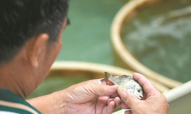 鱼苗下身和压苗是什么意思？