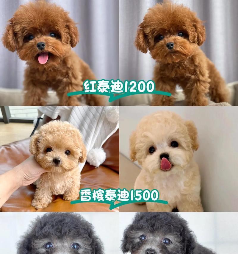 随州出售的泰迪价格是多少？如何辨别纯种泰迪？