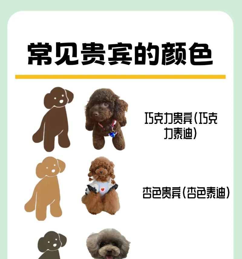 随州出售的泰迪价格是多少？如何辨别纯种泰迪？