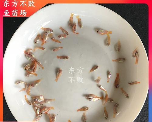 罗非鱼吃鲫鱼苗会致死吗？背后的原因是什么？