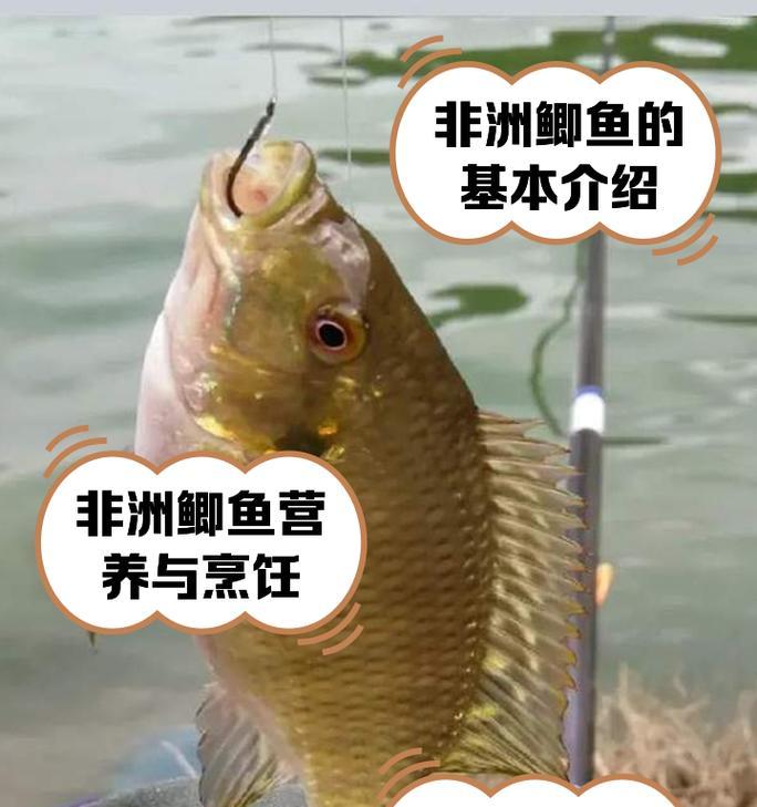 罗非鱼吃鲫鱼苗会致死吗？背后的原因是什么？
