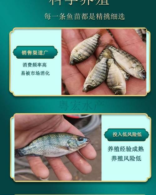 罗非鱼吃鲫鱼苗会致死吗？背后的原因是什么？