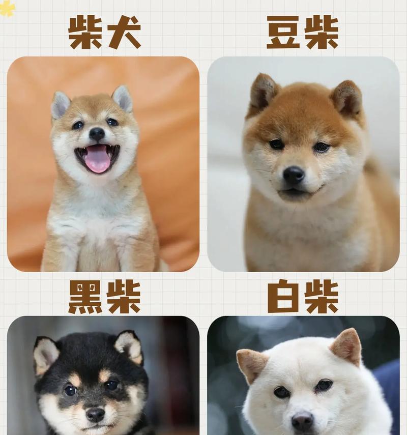 柴犬的价格是多少？