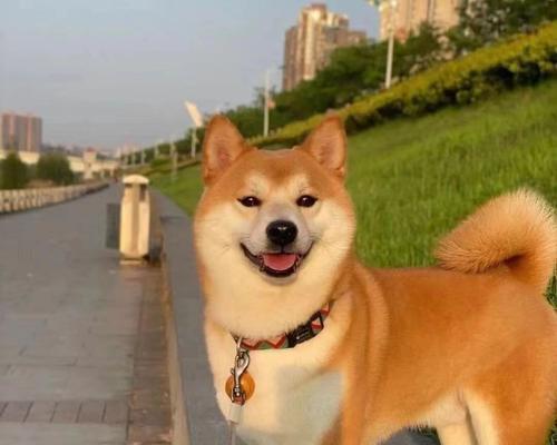 柴犬的价格是多少？