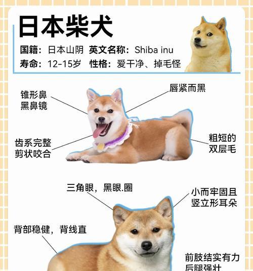训练柴犬的费用大概是多少？