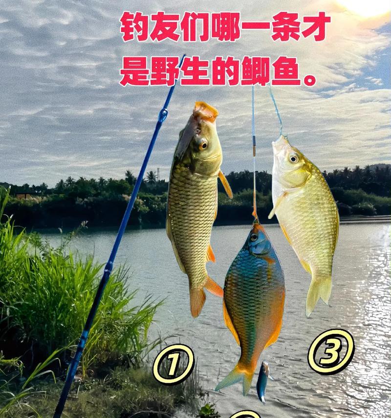 鲫鱼吃鱼苗导致死亡的原因有哪些？如何避免这种情况？