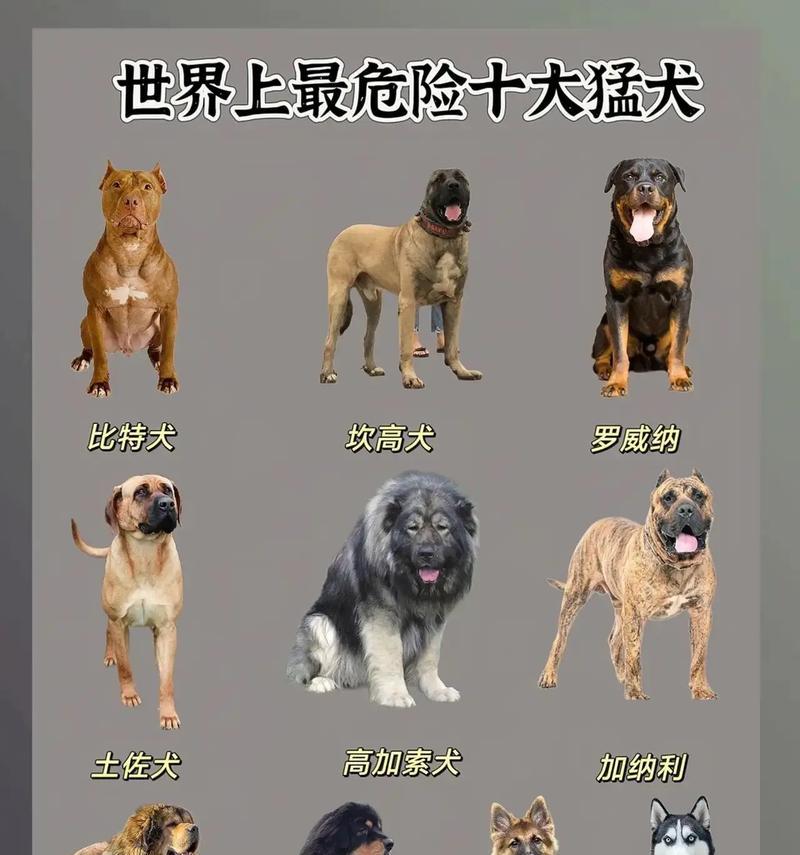 哪些是小型猛兽犬品种？这些犬种的特性及其训练方法有哪些？