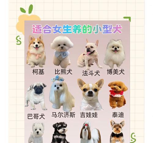 哪些是小型猛兽犬品种？这些犬种的特性及其训练方法有哪些？