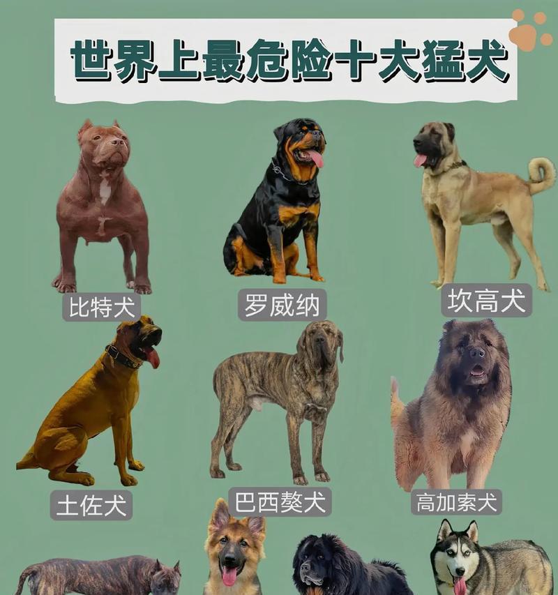 哪些是小型猛兽犬品种？这些犬种的特性及其训练方法有哪些？
