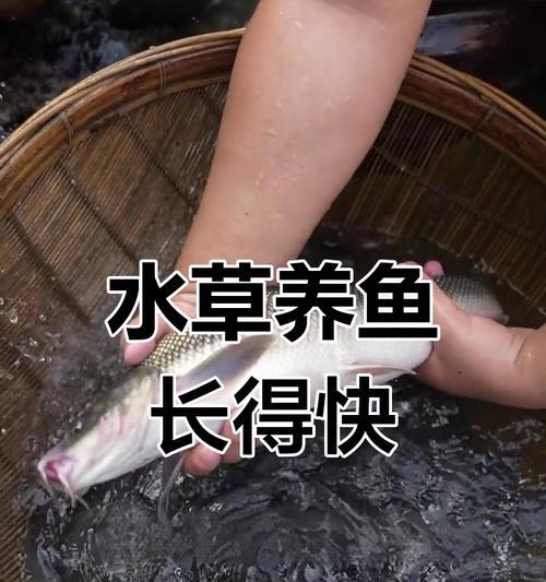 鱼苗喂饱了就死了什么原因？正确的喂养方法有哪些？