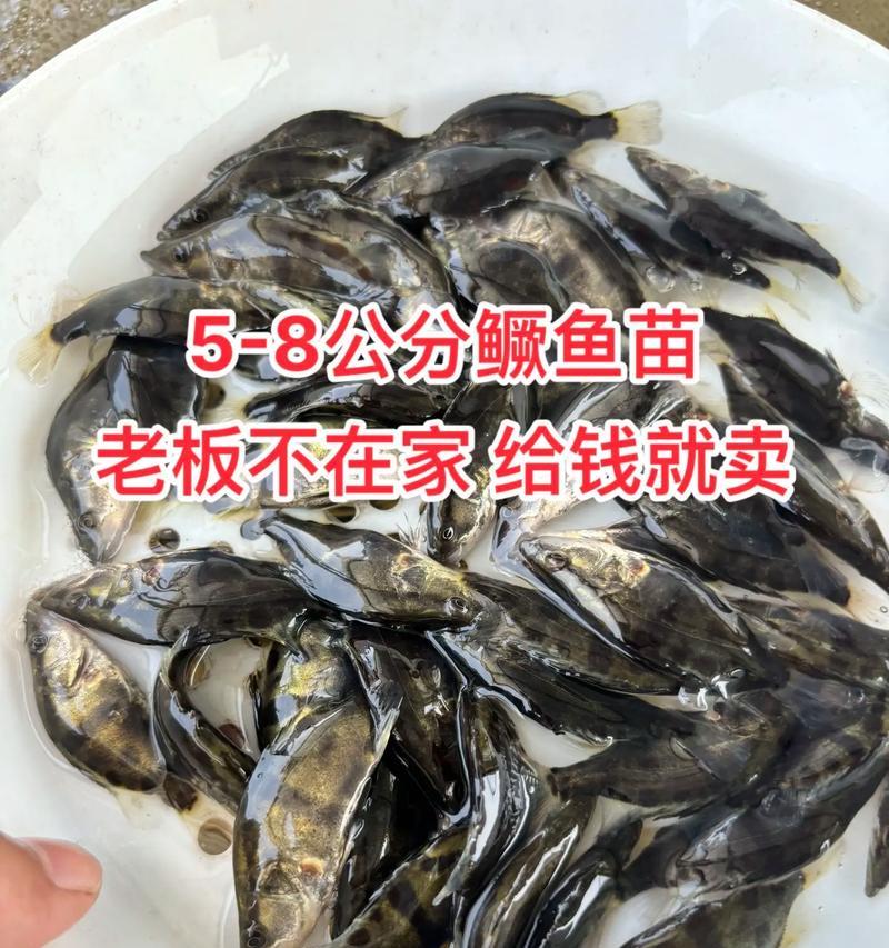一厘米小斑鳜鱼苗的合适食物有哪些？如何确保健康成长？