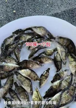 一厘米小斑鳜鱼苗的合适食物有哪些？如何确保健康成长？