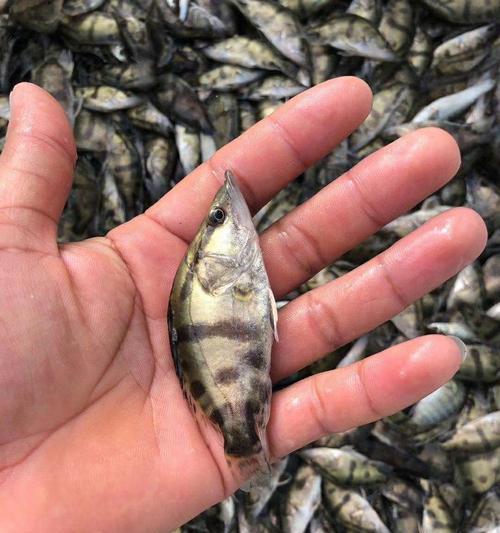 一厘米小斑鳜鱼苗的合适食物有哪些？如何确保健康成长？