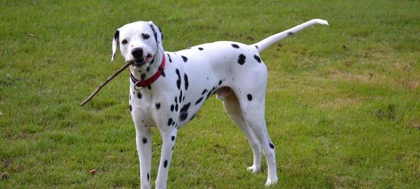 手掌大小的大型犬品种有哪些？特点有哪些？