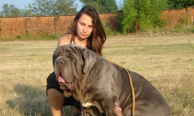 手掌大小的大型犬品种有哪些？特点有哪些？