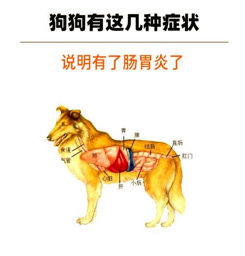大型犬患有肠胃炎时会有哪一些症状？