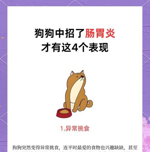 大型犬患有肠胃炎时会有哪一些症状？