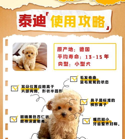泰迪狗毛修剪费用是要多少？修剪前后应注意哪一些事项？