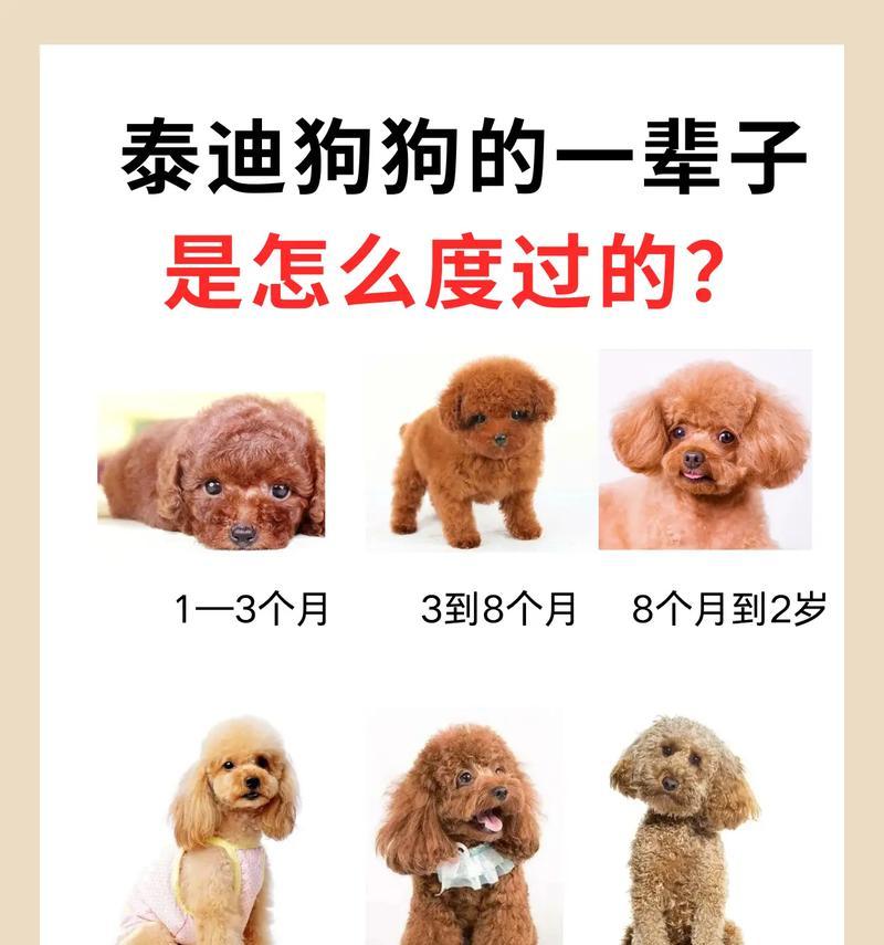 泰迪狗毛修剪费用是要多少？修剪前后应注意哪一些事项？