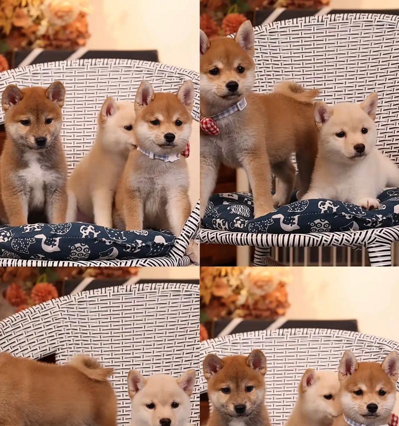 柴犬幼犬的正常重量是要多少？怎么判断柴犬幼犬是否健康？