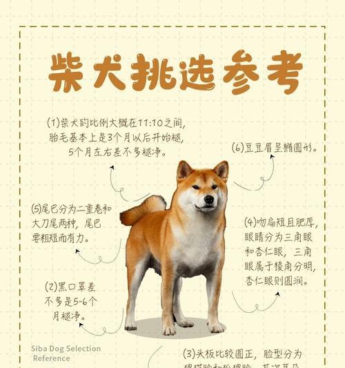 柴犬幼犬的正常重量是要多少？怎么判断柴犬幼犬是否健康？