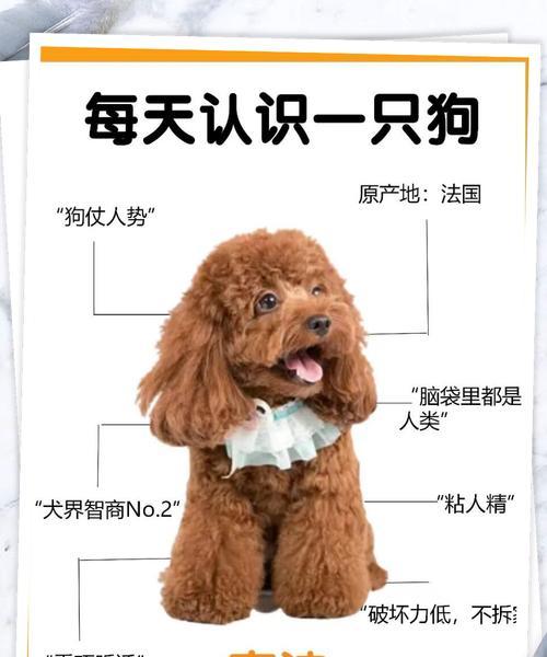 小泰迪软骨病能治愈吗？治疗费用大概是要多少？