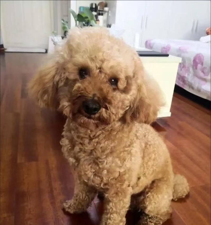 小泰迪软骨病能治愈吗？治疗费用大概是要多少？
