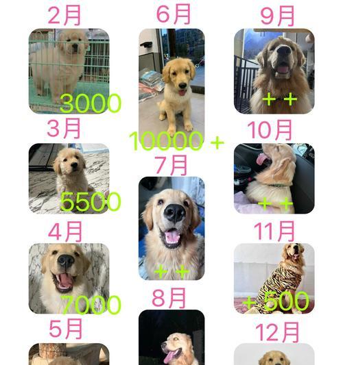 卖金毛泰迪小狗的价格是要多少？购买时需要注意些什么？