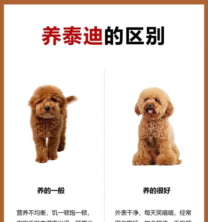 泰迪会增肥长肉还是会变瘦？理想体重是要多少斤？