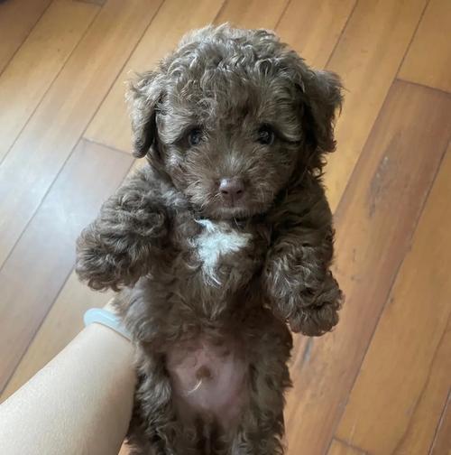 滕州泰迪出售价格是要多少？黑头白身子的泰迪要多少钱？