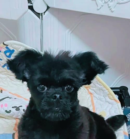 滕州泰迪出售价格是要多少？黑头白身子的泰迪要多少钱？