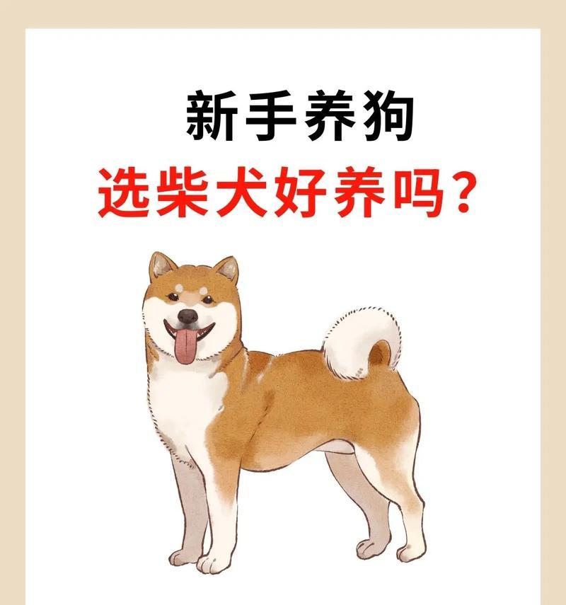 柴犬吃要多少算饱腹不拉屎？怎么调整柴犬的饮食习惯？