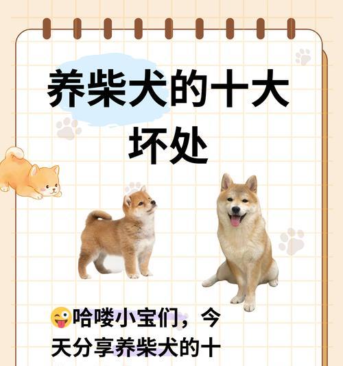 柴犬吃要多少算饱腹不拉屎？怎么调整柴犬的饮食习惯？