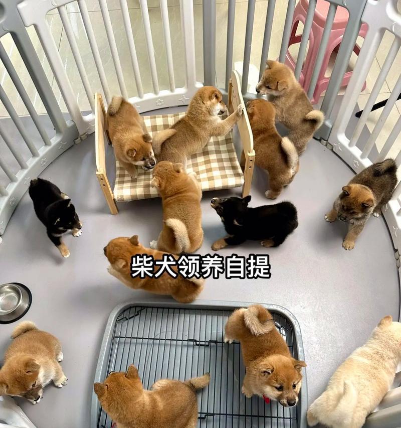 柴犬吃要多少算饱腹不拉屎？怎么调整柴犬的饮食习惯？