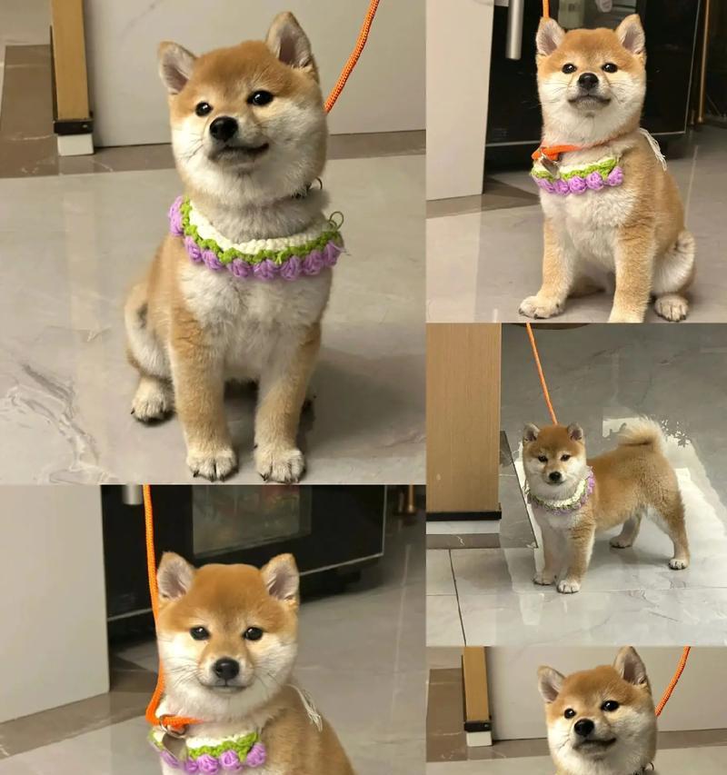 短腿柴犬的平均寿命是要多少年？影响柴犬寿命的因素有哪一些？