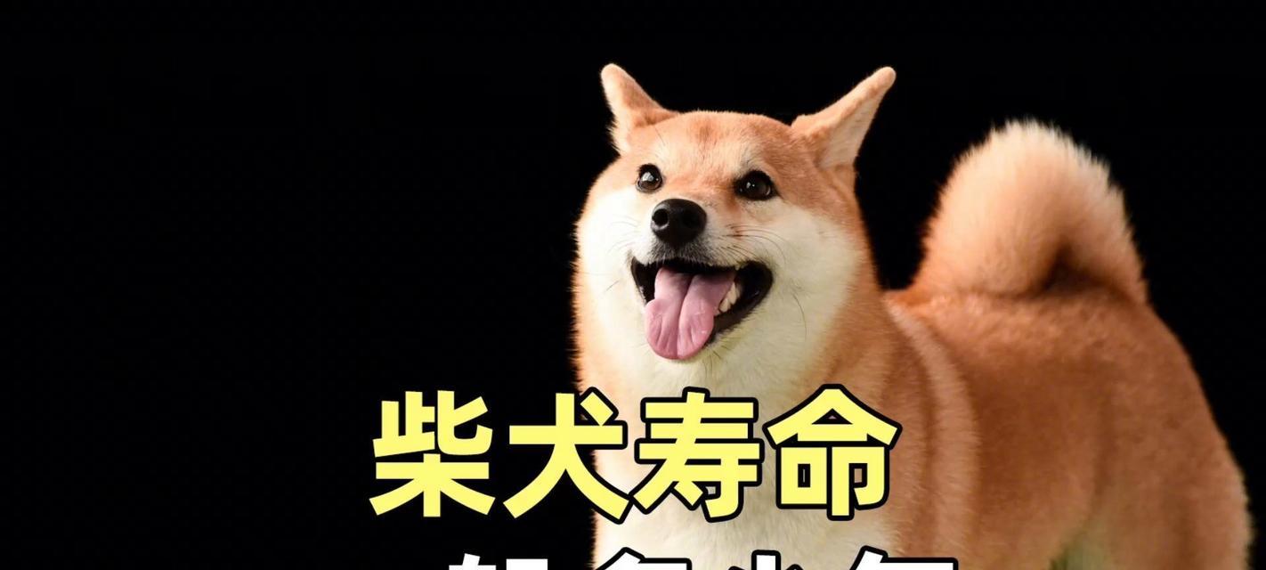 短腿柴犬的平均寿命是要多少年？影响柴犬寿命的因素有哪一些？