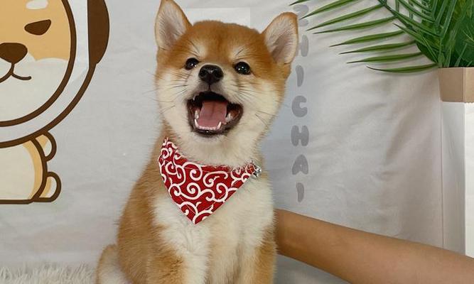 短腿柴犬的平均寿命是要多少年？影响柴犬寿命的因素有哪一些？