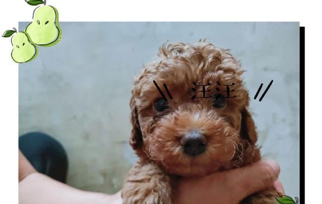 咖啡色泰迪犬的市场价格是要多少？购买时应注意些什么？
