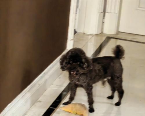 咖啡色泰迪犬的市场价格是要多少？购买时应注意些什么？
