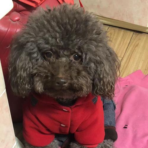 咖啡色泰迪犬的市场价格是要多少？购买时应注意些什么？