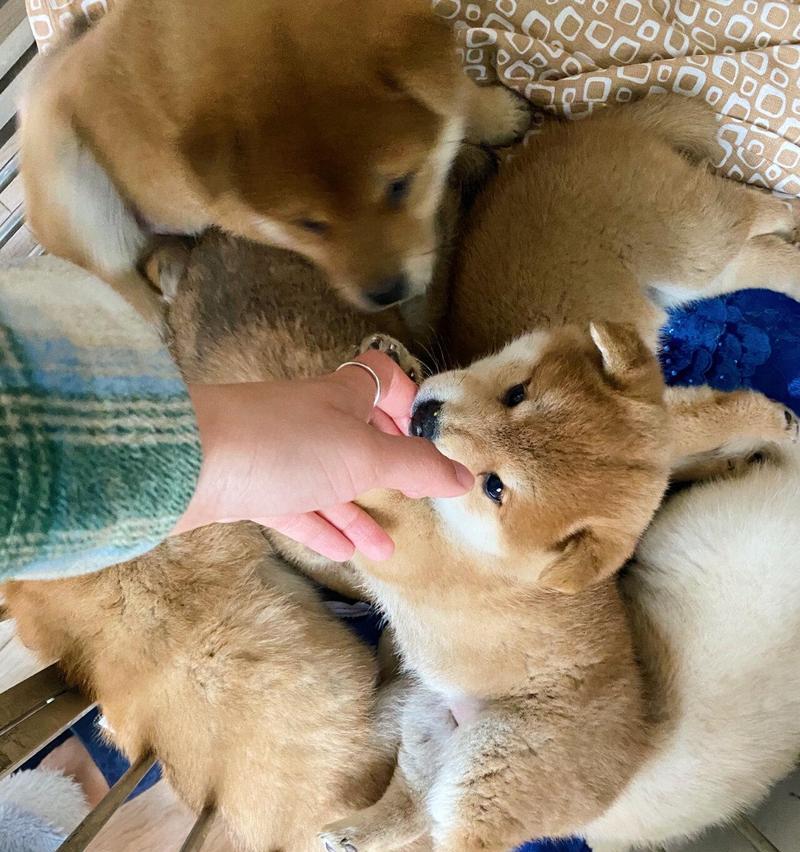 奉化同城柴犬的出售价格是要多少？购买柴犬需要注意些什么？