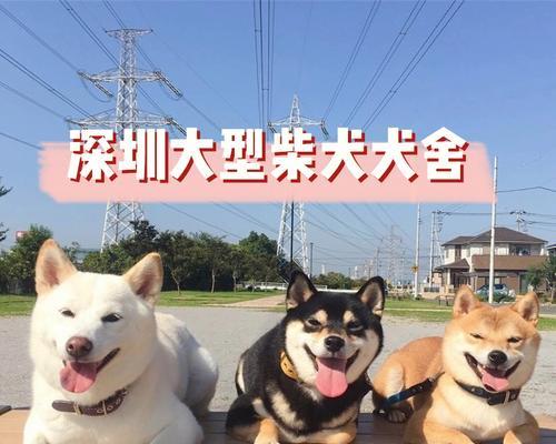 奉化同城柴犬的出售价格是要多少？购买柴犬需要注意些什么？