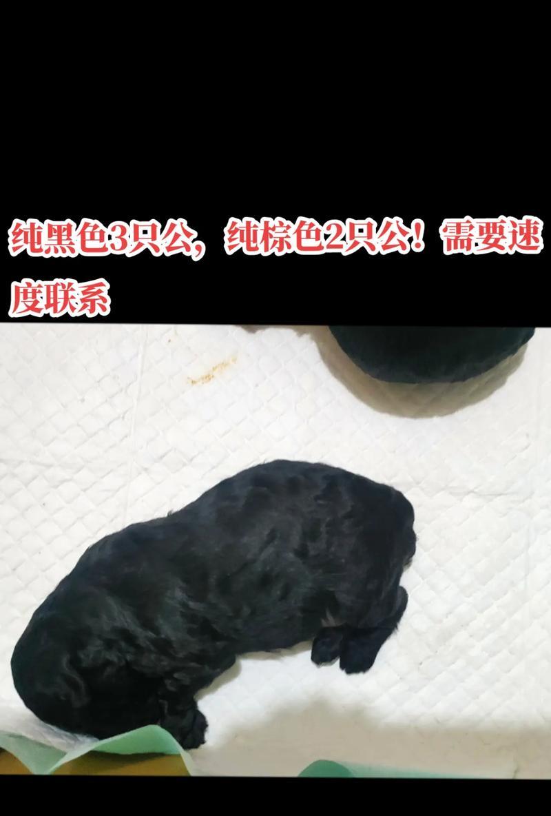 射阳泰迪的出售价格是要多少？购买时应注意哪一些问题？