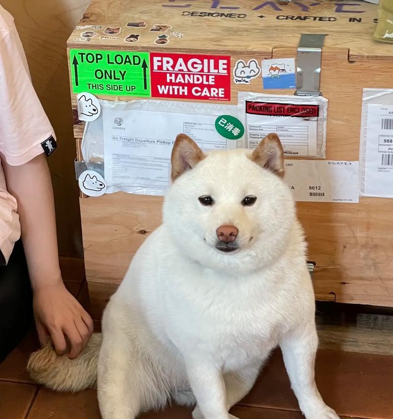 白柴犬串的价格是要多少？购买白柴犬串应考虑哪一些因素？