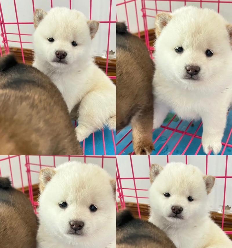 白柴犬串的价格是要多少？购买白柴犬串应考虑哪一些因素？